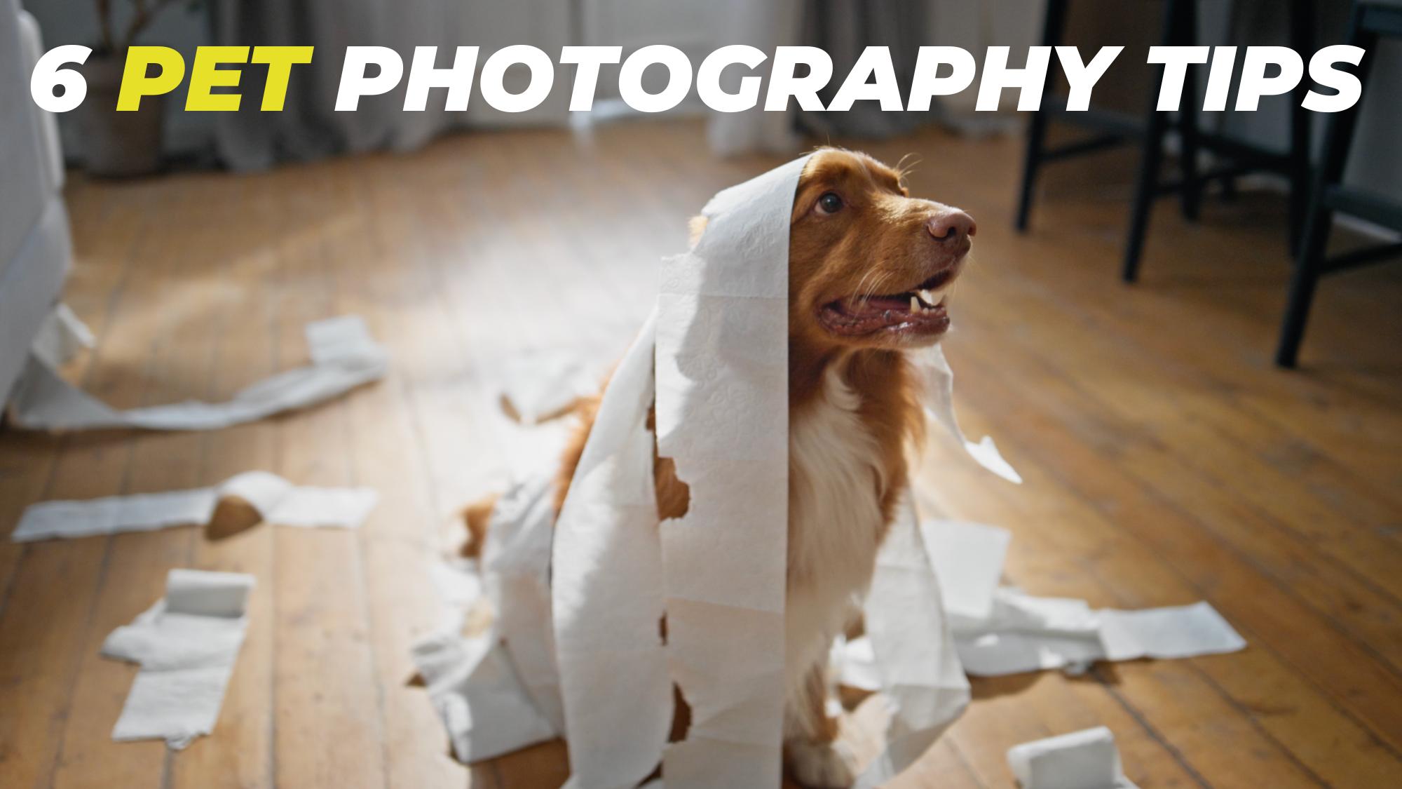 6 Pro Pet Photography Tips